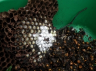 NiwaNaviImage NiwaNaviImage