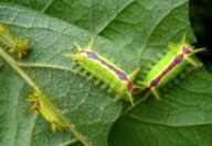 NiwaNaviImage NiwaNaviImage