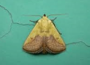 NiwaNaviImage NiwaNaviImage